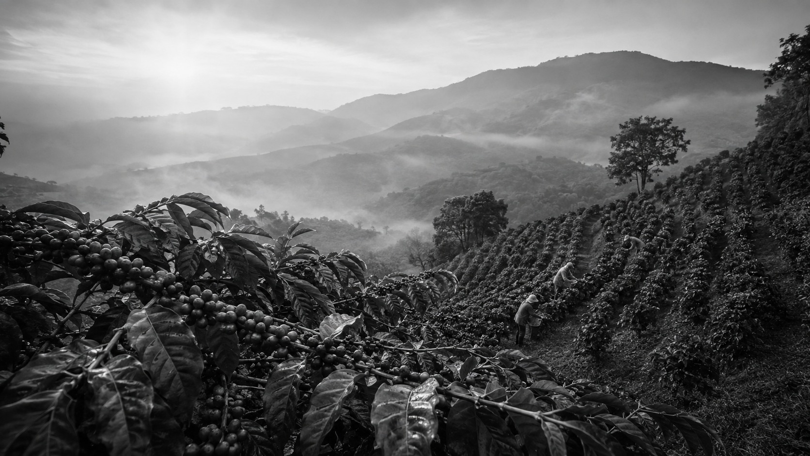 Piantagione di caffè sulle colline durante la raccolta